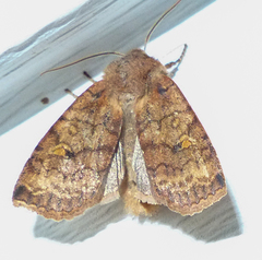 Eupsilia tristigmata