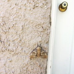 Pachysphinx occidentalis