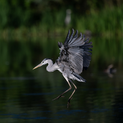 Grey Heron
