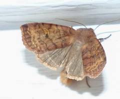 Eupsilia tristigmata