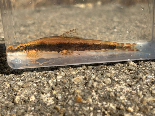 Broken-band Hillstream Loach