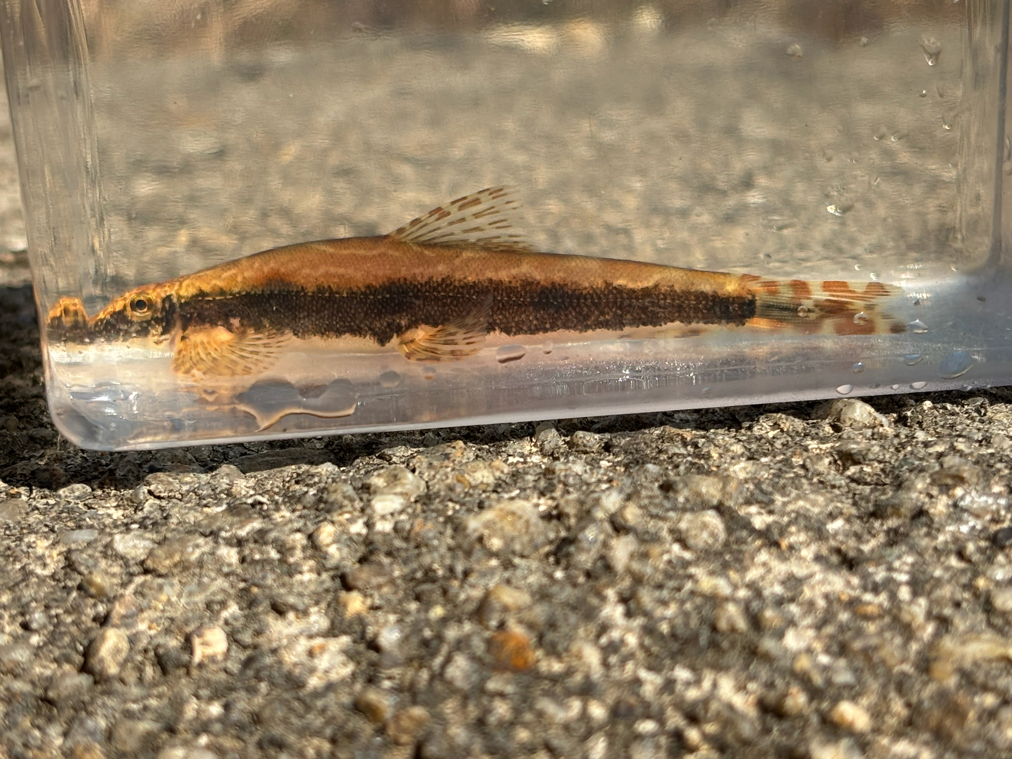 Broken-Band Hillstream Loach photo 6