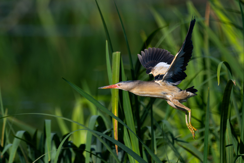 Little Bittern