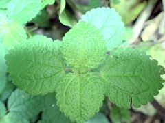Pilea nummulariifolia
