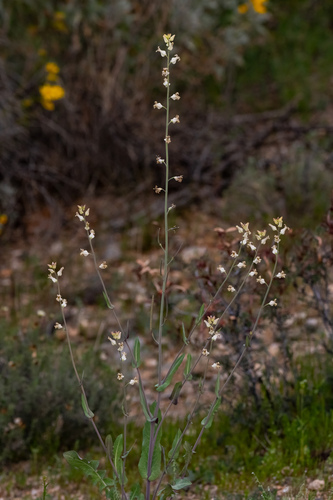 lyreleaf jewelflower