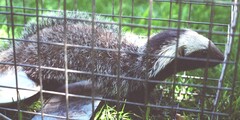Patagonian Weasel photo 2