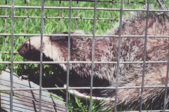 Patagonian Weasel photo 3
