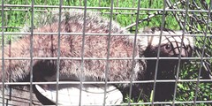 Patagonian Weasel photo 5