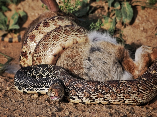 Bullsnake photographed in Colorado