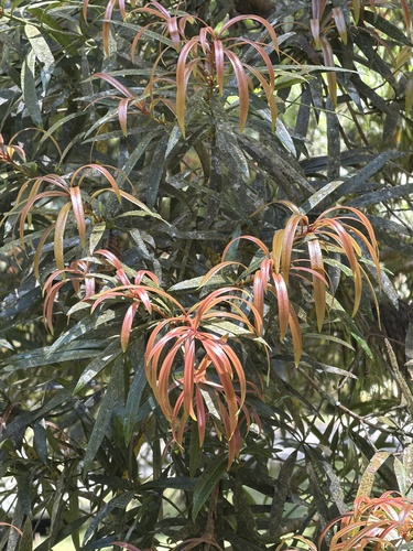 Podocarpus nakaii observed 2026-05-27