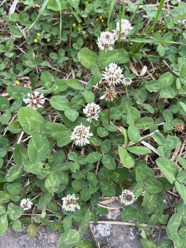 white clover