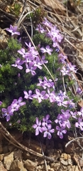 Phlox douglasii