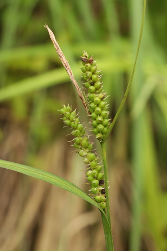 Carex brownii