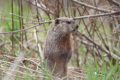 Marmota monax