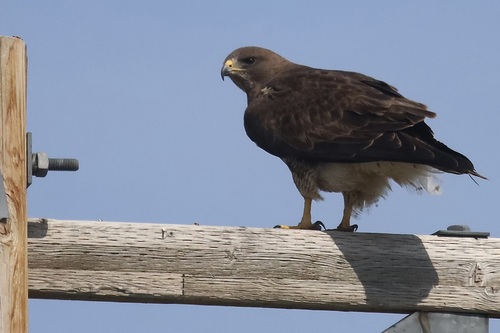 Swainson's Hawk