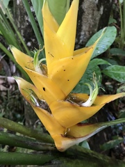 Heliconia caribaea