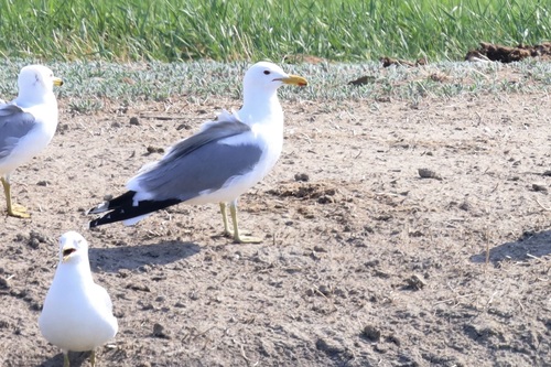 California Gull