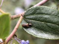 Tetralimonius ornatulus