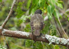 Platyspiza crassirostris