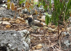 Platyspiza crassirostris