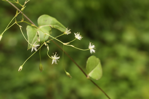 Stellaria chinensis