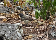 Platyspiza crassirostris