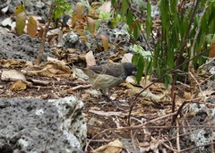 Platyspiza crassirostris