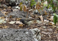 Platyspiza crassirostris