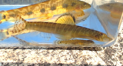 Labigastromyzon changtingensis