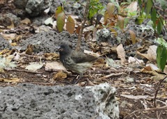 Platyspiza crassirostris