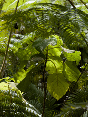 Cyrtandra platyphylla, 2026-05-24