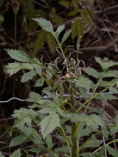 Erechtites valerianifolius observed 2026-05-24