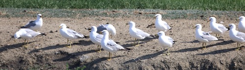 Ring-billed Gull