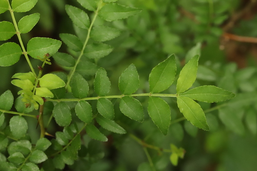 Mastic-leaf prickly ash