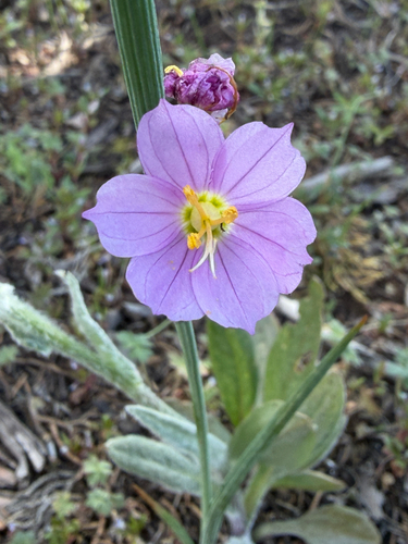 Olsynium douglasii observed 2026-05-23