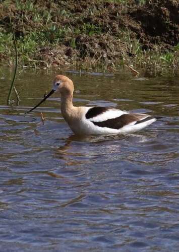 American Avocet