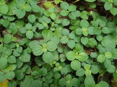 Pilea nummulariifolia