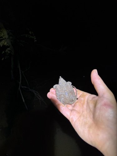 Alligator Snapping Turtle observed by batemanderek85