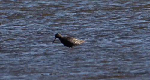 iNaturalist image