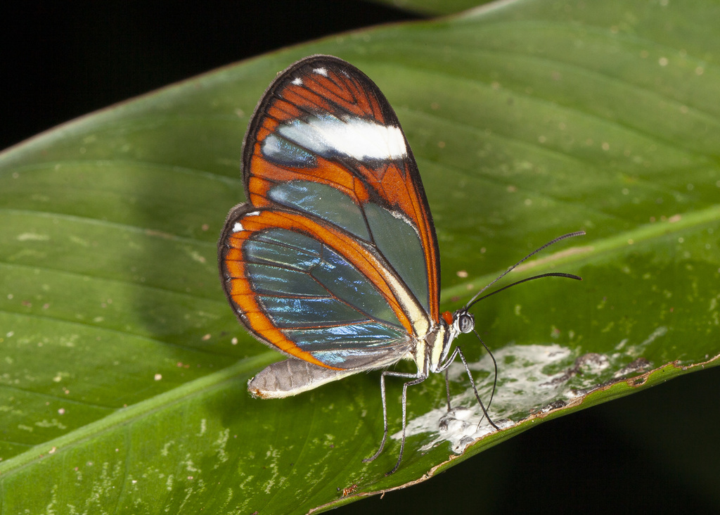 Patilla Clearwing