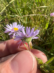 Erigeron decumbens, photograph author not stated, no rights reserved