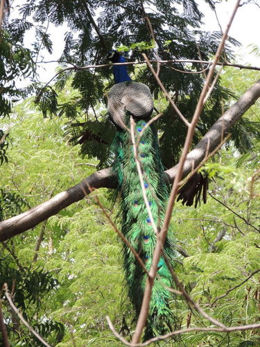 Pavo cristatus