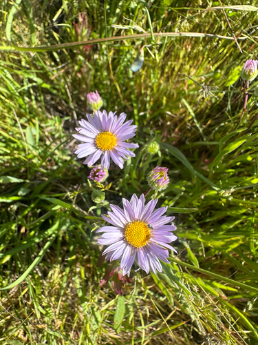 Erigeron decumbens, photograph 5
