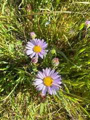 Erigeron decumbens, photograph author not stated, no rights reserved