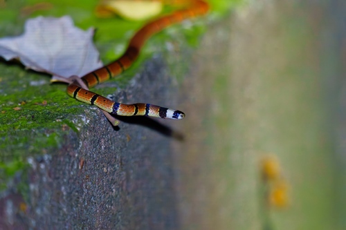 Swinhoe's Temperate Asian Coralsnake