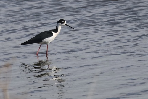 Black-necked Stilt