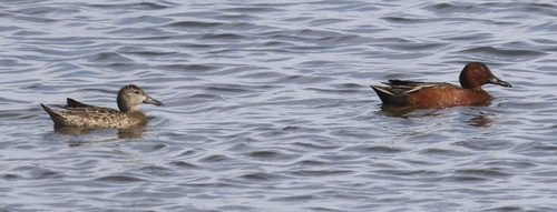 Cinnamon Teal