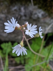 Lithophragma parviflorum