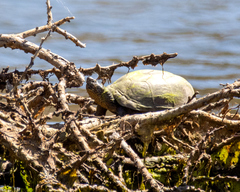 Kinosternon hirtipes murrayi