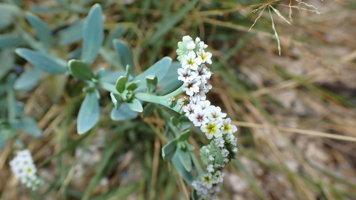 alkali heliotrope